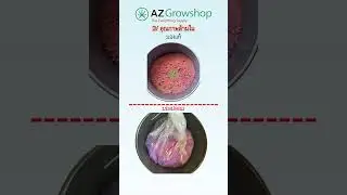 Monster Bloom Real vs Fake (Th)