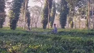 DS Cutting by punning machine in Tea Garden