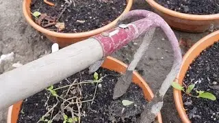 🥔Ziemniaki z nasion - ich drugi sezon. Wykopki & Rabarbar z nasion   14.VIII.2022r
