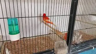 Redfactor Canary Breeding Season 2021 (video 3)