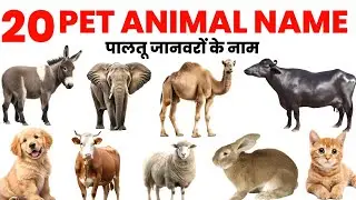 20 पालतू जानवरों के नाम ! Pet Animal name ! Domestic animal name ! Learn Pet animal