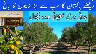 Olive Farming in Chakwal | Olive Valley | Barani Agricultural Research Institute Chakwal