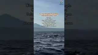 🐬 Lovina Dolphin Watching and Snorkeling Tour 
