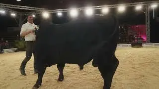 Angus - Klasse 6