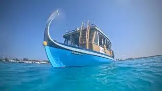 Dive into Nature: Sea Star Diving Experience