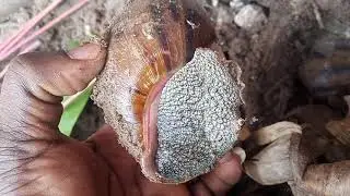 How to manage your Snail farm in this Harmattan season (dry season) #farming #snail #animal