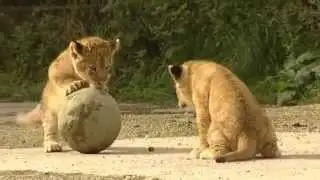 cute lion cubs playing football