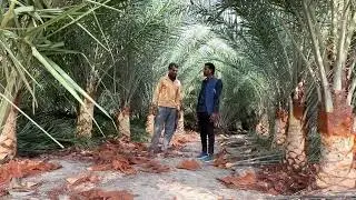 একশত খেজুর গাছ দিয়ে বাগান করল যশোরের ফজলু