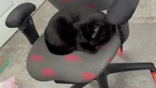Cute Precious Piper is in Her Think Tank - My Adopted Shelter Cat Vlog