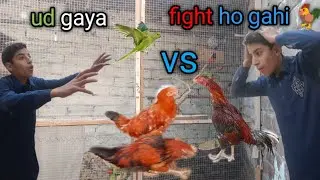 Murga ki fight ho gahi 🐓 | green Baji ud gaya 🥺