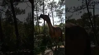 Dino's Park Macrauchenia Patachonica Vacance Mr M