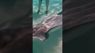 Big stinger on a big sting ray! #stingray