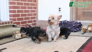 Cute Yorkshire Terrier Puppies