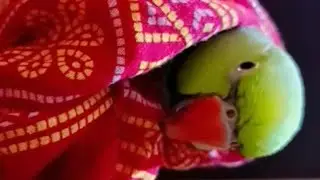 parrot Bathing In Different Type!!!Mitthu ke nahane ka tarika👍