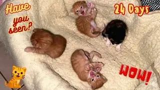 САМАЯ ЧИСТАЯ ЛЮБОВЬ! Самый трогательный момент: кошка-мама растопила сердца своих котят (ТАК МИЛО)