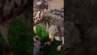 Khmer Harris Hawk and Shikra