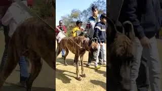 Jamshedpur Dogs Show Great Dane #shorts #indiandog #greatdane #india #dogshow