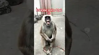 #dj #live #ramnaamsejagmaghai #monkeysr #monkey #cute #monkeychallenge #funnymonkey #funny