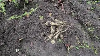 Digging up 