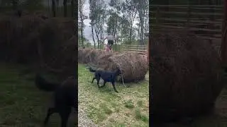 Farm kids are just built different! #funny #farmlife #farmkids #radharcranch