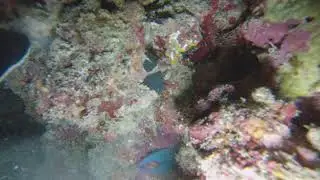 night dive Odonus niger hunting