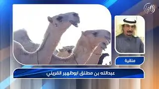 منقية مرهبات وضح   لمالك الإبل عبدالله بن مطلق ابوظهير القريني - مهرجان الملك عبدالعزيز6