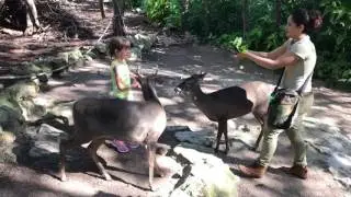 2016-12-21 - Croco Cun Zoo - Deer