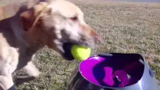 PetSafe&reg; Automatic Ball Launcher is Fun!