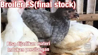 Kunci agar broiler final stock dapat digunakan menjadi materi indukan persilangan