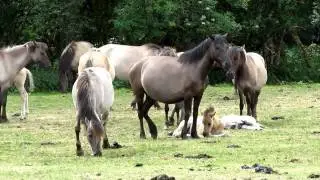 DÜLMENER WILDPFERDE im MERFELDER BRUCH