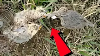 Skylark birds is feeding the baby and cleaning the nest Finally the baby ran away@JustBeauty099