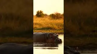 HIPPO Relaxing in water.