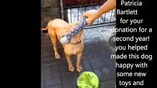 Bali Street Dogs Trip 2014