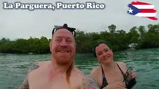La Parguera Mangrove Forests and Bioluminescent Bay: Exploring Puerto Rico!