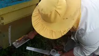 Albine  , tratament  cu mitak împotriva  varroua 8.07.2022
