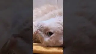 Too Cute 😻