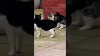 Part 27  #funny #cat#MiniDrama