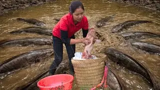 Catching Giant Catfish In A Deep Pit And Bringing Them To Market,Harvesting 1000kg Of Purple Mangoes
