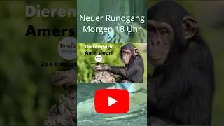 Dierenpark Amersfoort - Zoo-Rundgang #35 | Morgen um 18 Uhr #zoo #tiere #animals