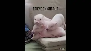 party time #pig #funnyanimals #funnyshorts #piggy #petlover #pets #pigs #party #food
