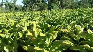 DISCOVER THE DROUGHT TOLERANT CROP ~ NICOTIANA PLANTATION. 
