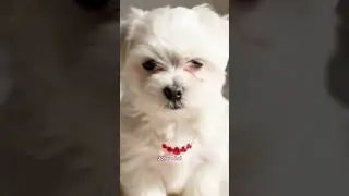 Ruby Gemstone Johar e Lal necklace in puppies neck