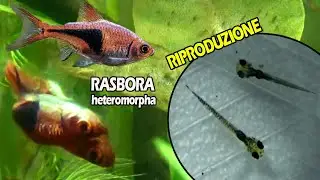 Ho Riprodotto le RASBORE (Involontariamente) : Vi Spiego Come