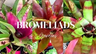 Bromeliads🪴Garden ideas |Bromeliads Gardens #bromeliads #gardenideas #bromeliadsgardens #funtimepass