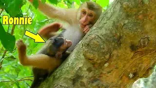 Super Worry! Sovanna Monkey Brought Baby Ronnie Up To The Tree Again, She Is Too Young With Baby.