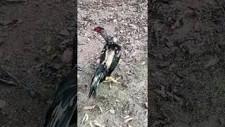 Nemali #aseel #birds #youtubeshorts #trendingshorts #ytshorts #rooster #shortvideo