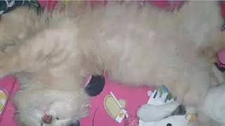 Cute cat sleep it's belly up
