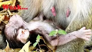 OMG...Newborn Baby Nelson just just 4 days look weak, What happen on newborn baby Nelson