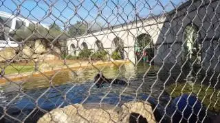 Mike the Tiger:  LSU mascot plays with a ball in the water!