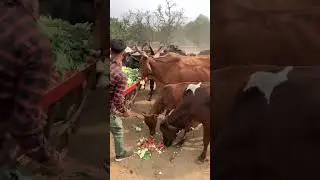 This winter, feed cows gajar and gobi